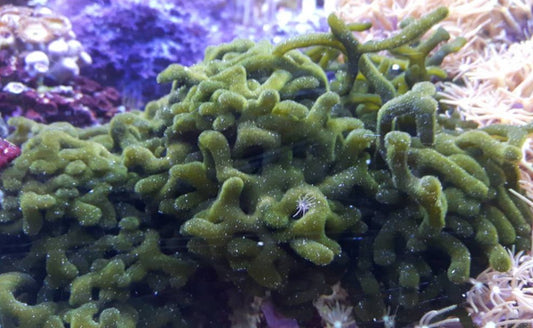 Macro algae : Codium edule